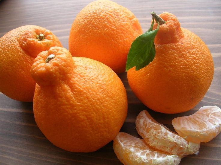 Dekopon Orange Plant — photo 2