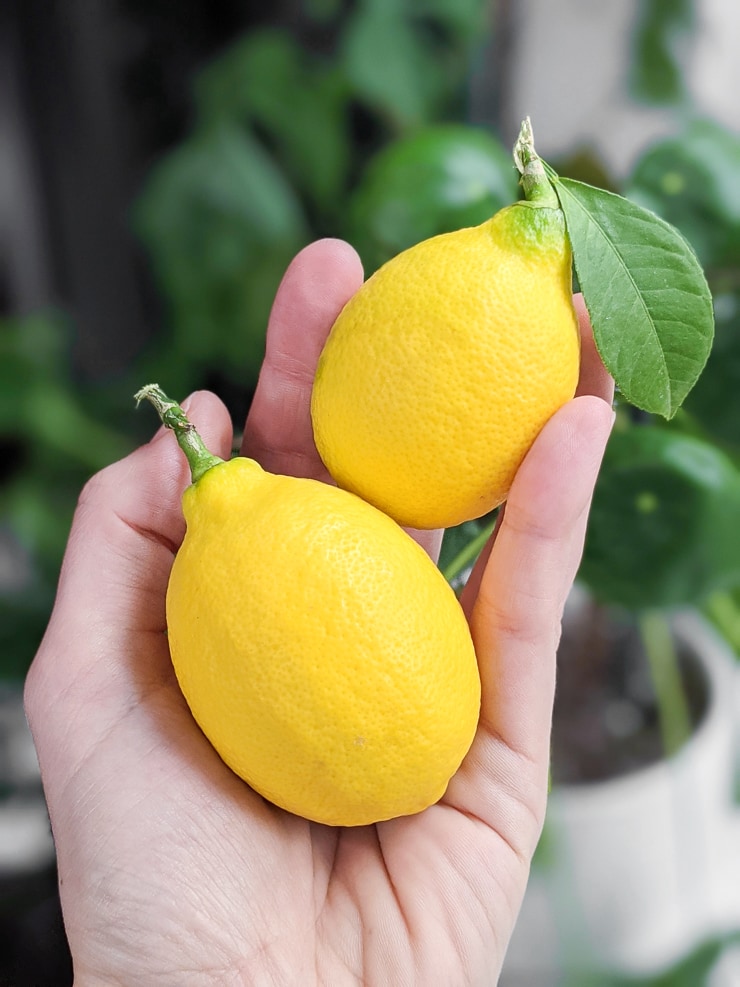 Meyer Lemon Fruit Plant
