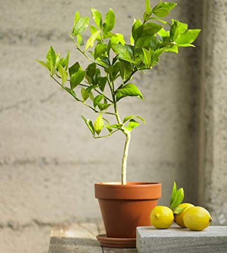 Meyer Lemon Fruit Plant — photo 2