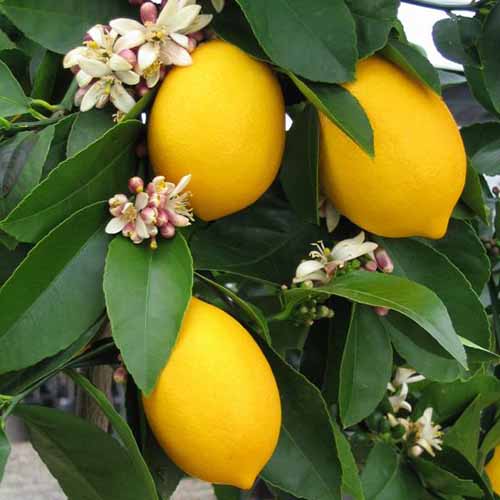 Meyer Lemon Fruit Plant — photo 3
