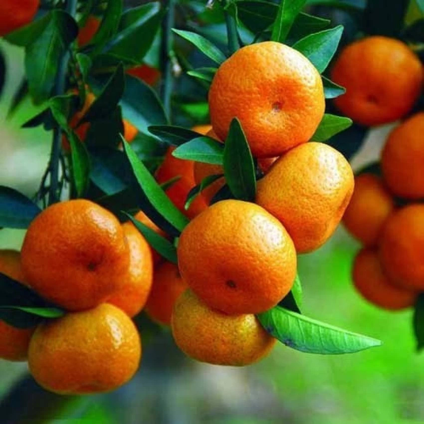 Sweet Chinese Orange Fruit Plant