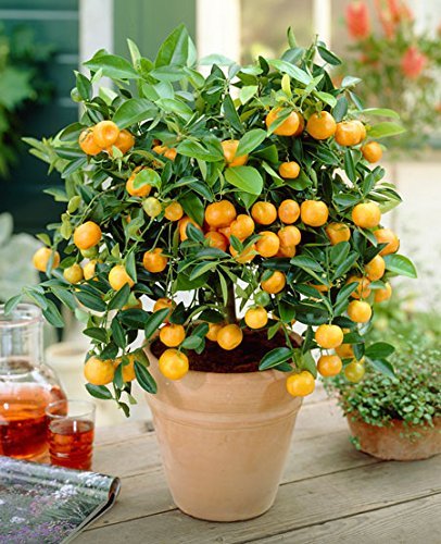 Sweet Chinese Orange Fruit Plant — photo 2
