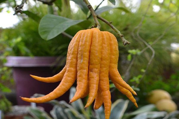Buddha’s Finger Lemon – Air Layered Plant
