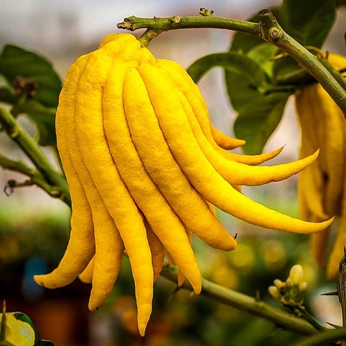Buddha’s Finger Lemon – Air Layered Plant — photo 2