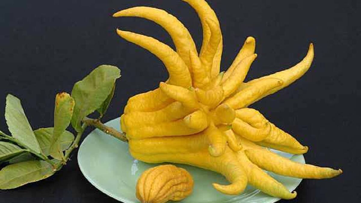 Buddha’s Finger Lemon – Air Layered Plant — photo 3