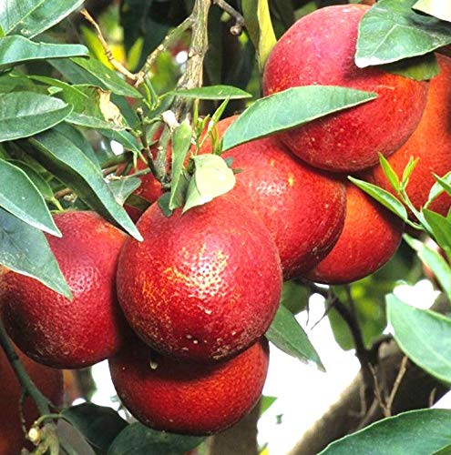 Red Lemon- Fruit Plant