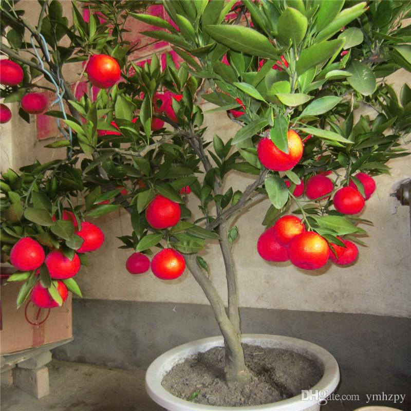 Red Lemon- Fruit Plant — photo 2