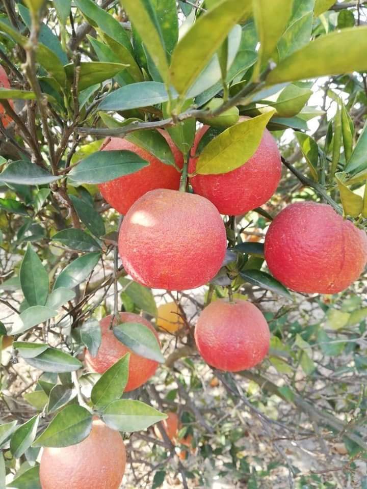 Red Lemon- Fruit Plant — photo 3