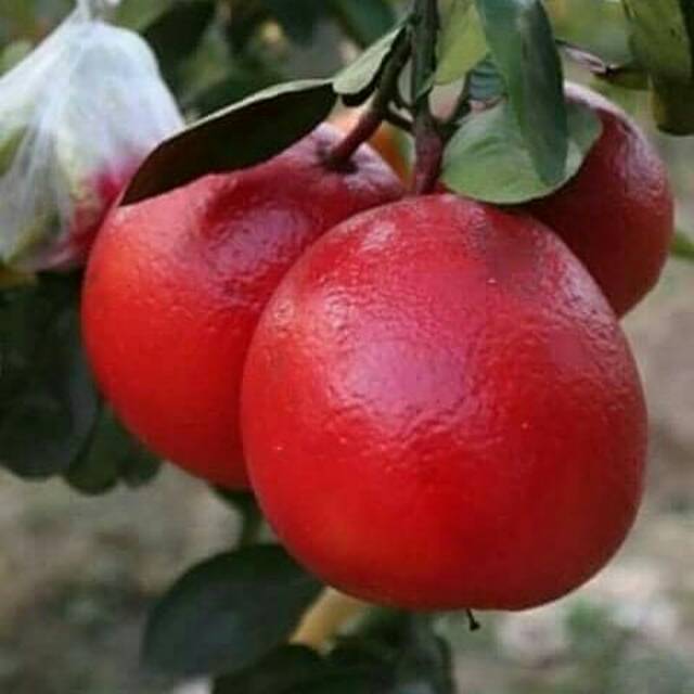 Red Batabi Fruit Plant