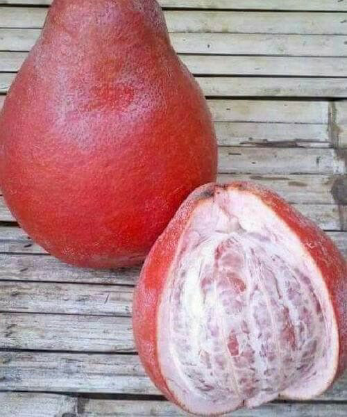 Red Batabi Fruit Plant — photo 2