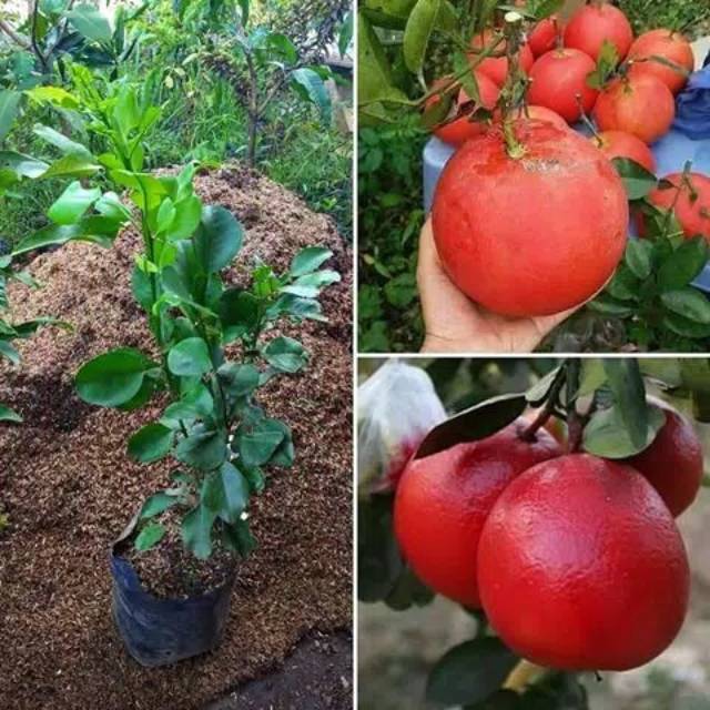Red Batabi Fruit Plant — photo 3