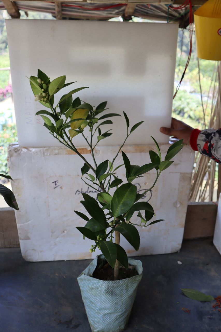 Setoka Orange Fruit Plant — photo 2