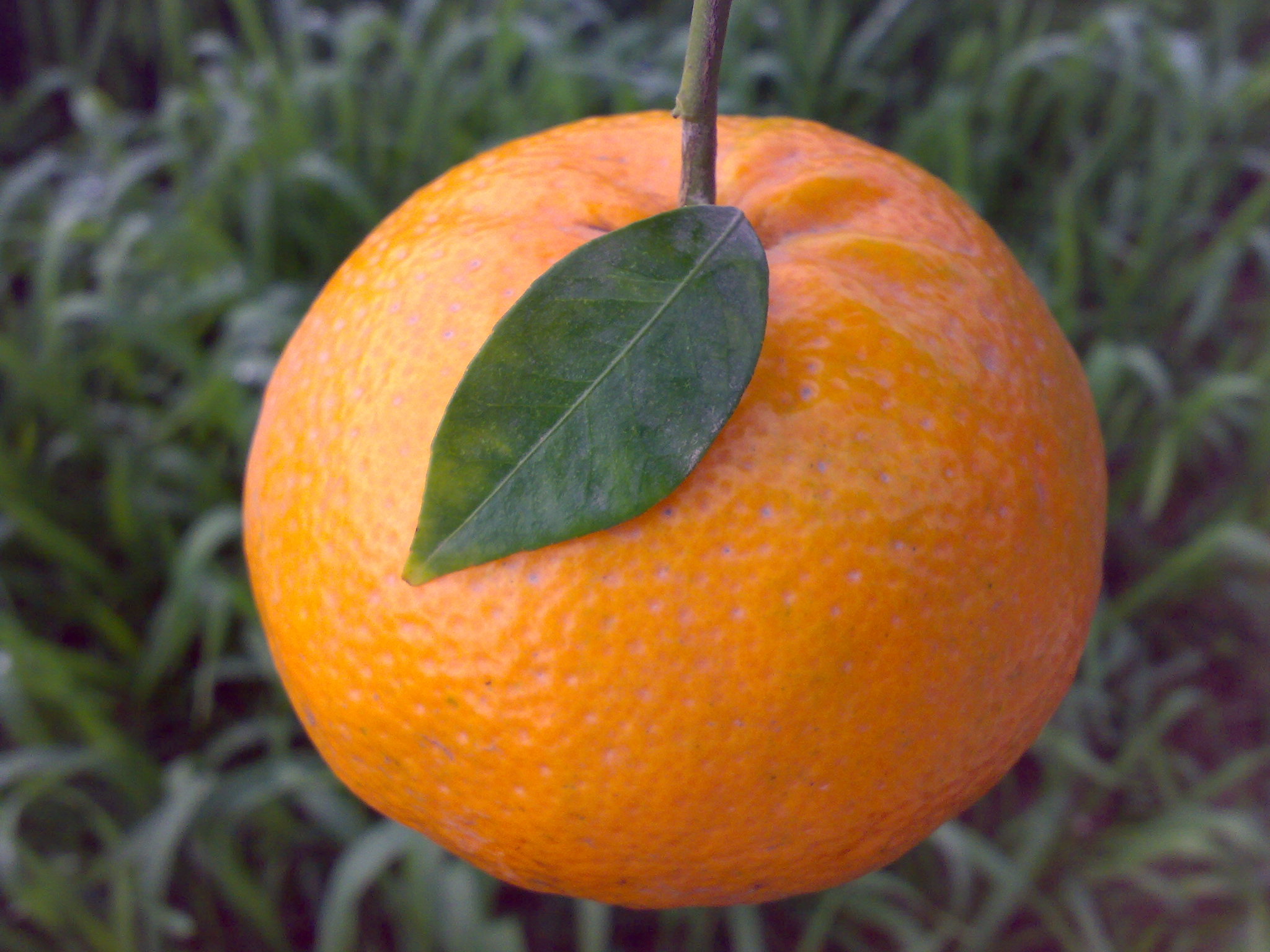Kinu Orange Fruit Plant