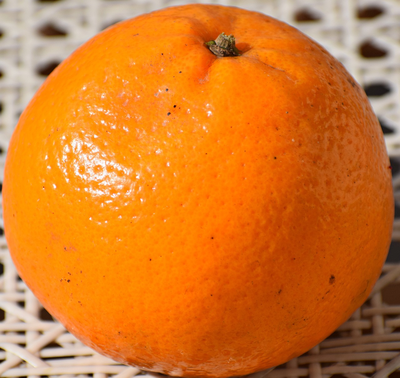 Kinu Orange Fruit Plant — photo 2