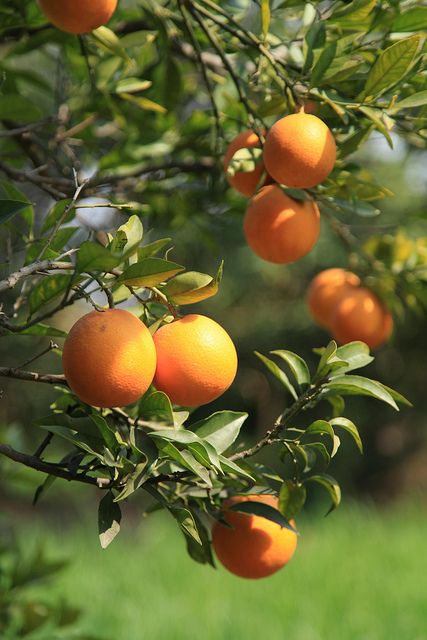 Pakistani Kinu Fruit Plant — photo 2