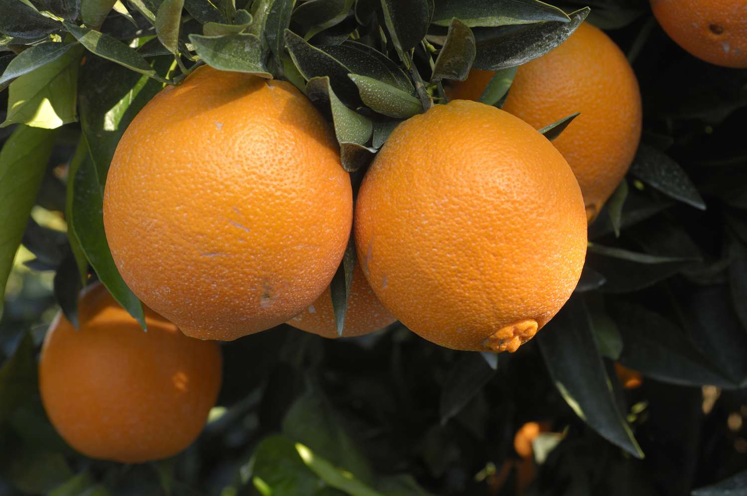 Fancy Navel Oranges Fruit Plant — photo 2