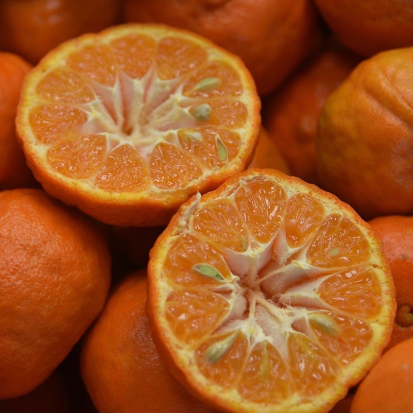 Dancy Tangerine Orange Fruit Plant