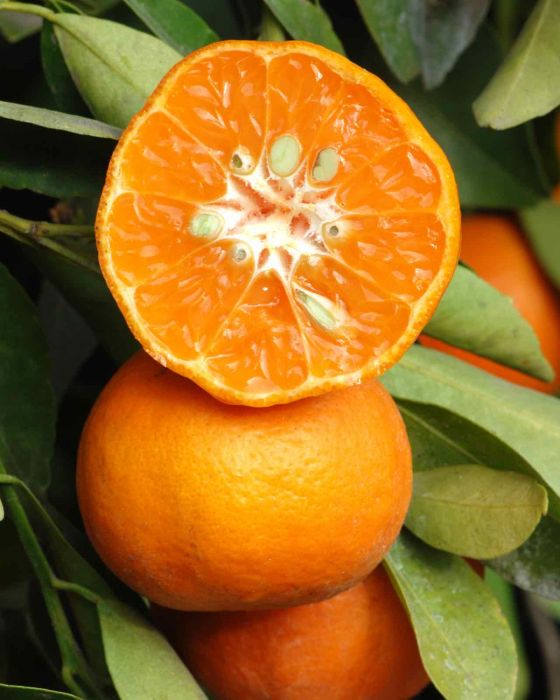 Dancy Tangerine Orange Fruit Plant — photo 2