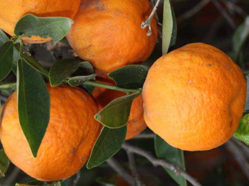 Dancy Tangerine Orange Fruit Plant — photo 3