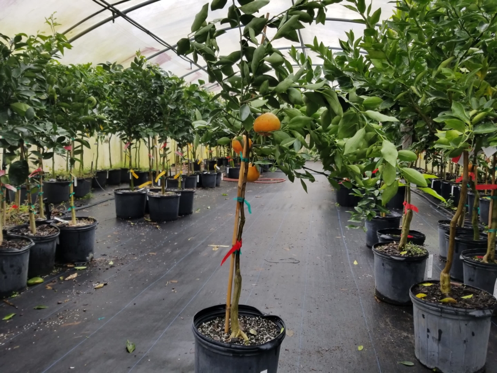 Dancy Tangerine Orange Fruit Plant — photo 4