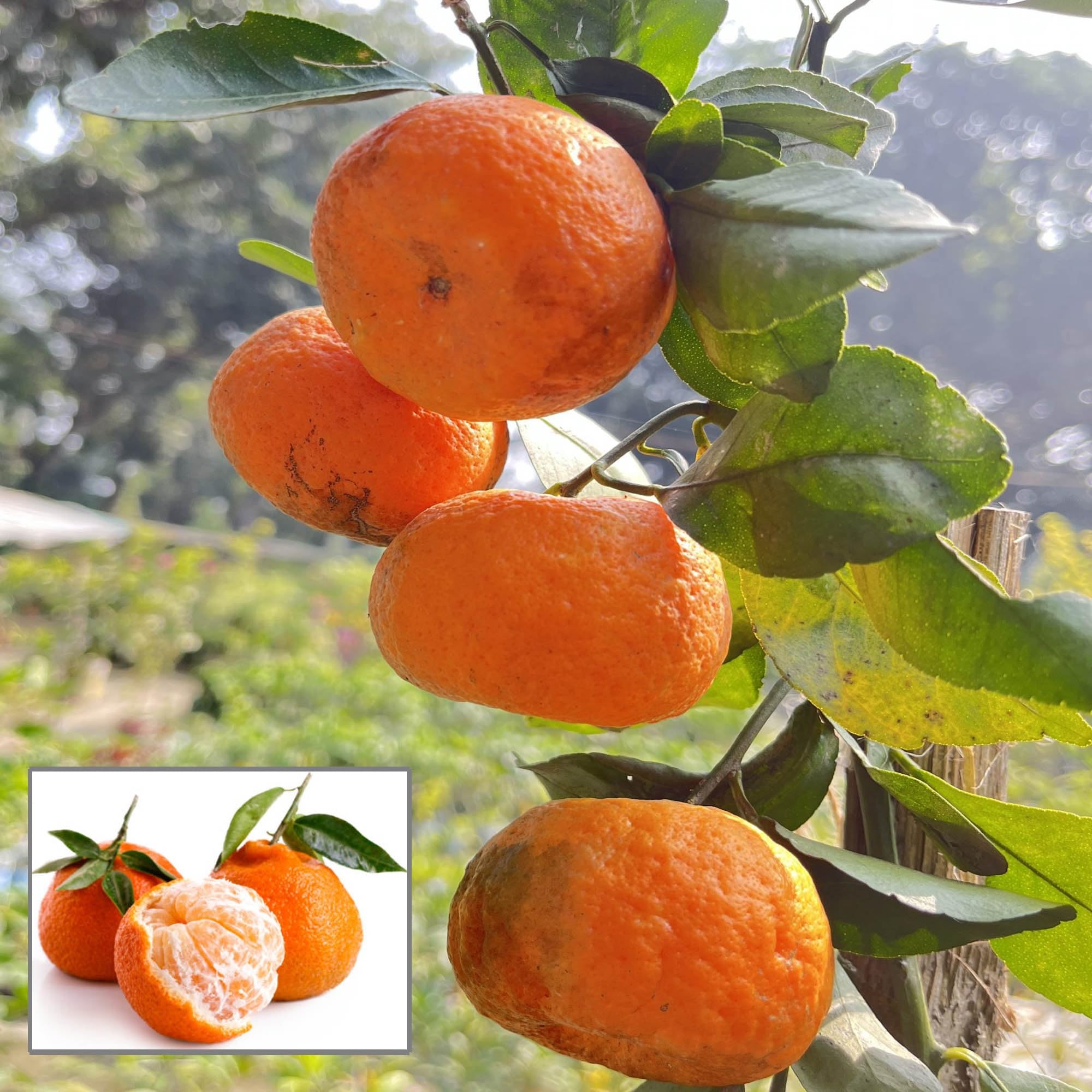 Sylhet Orange Fruit Plant
