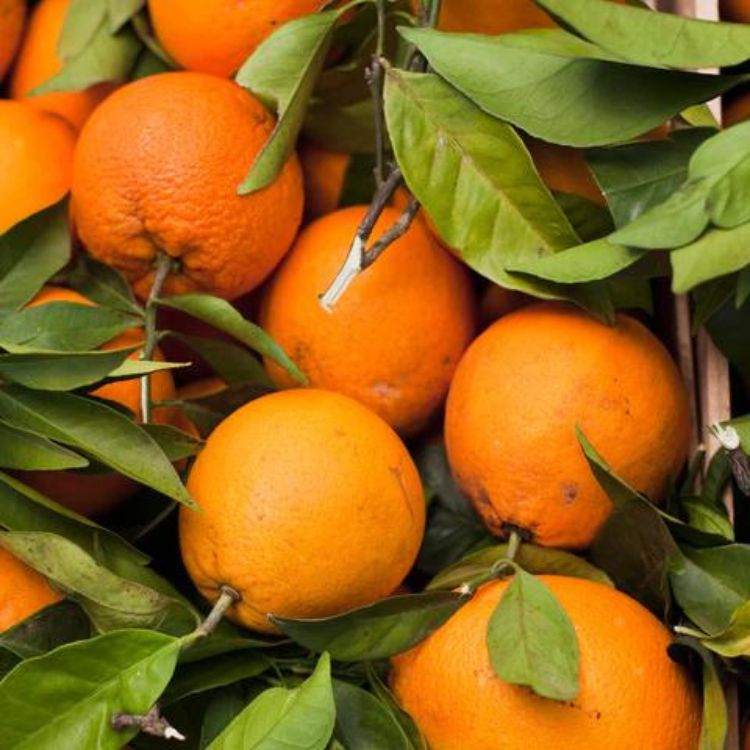 Sylhet Orange Fruit Plant — photo 2