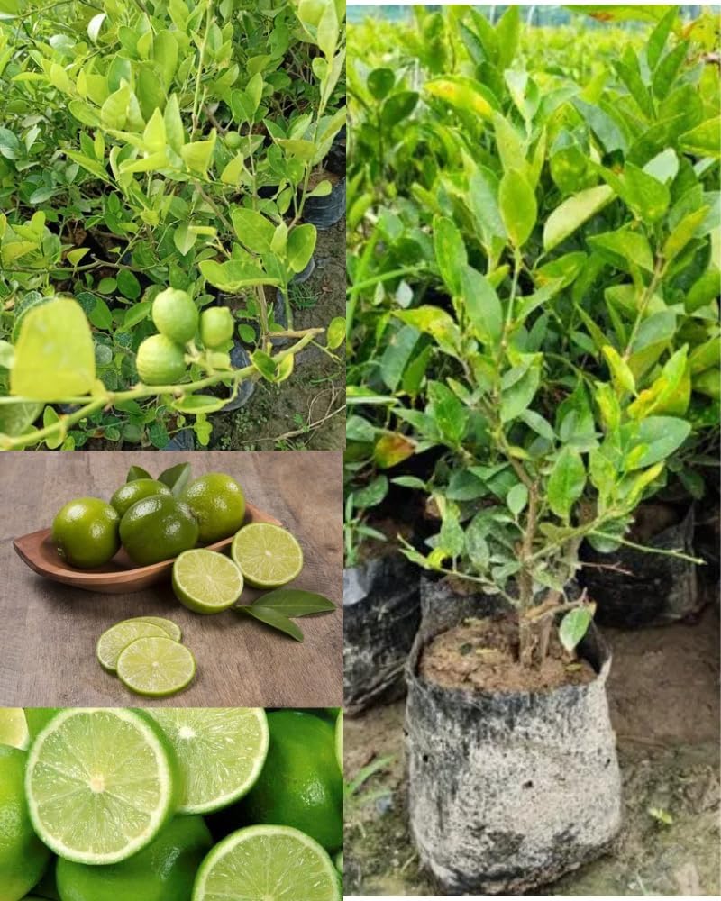 All Time Kolkata Lemon Plant