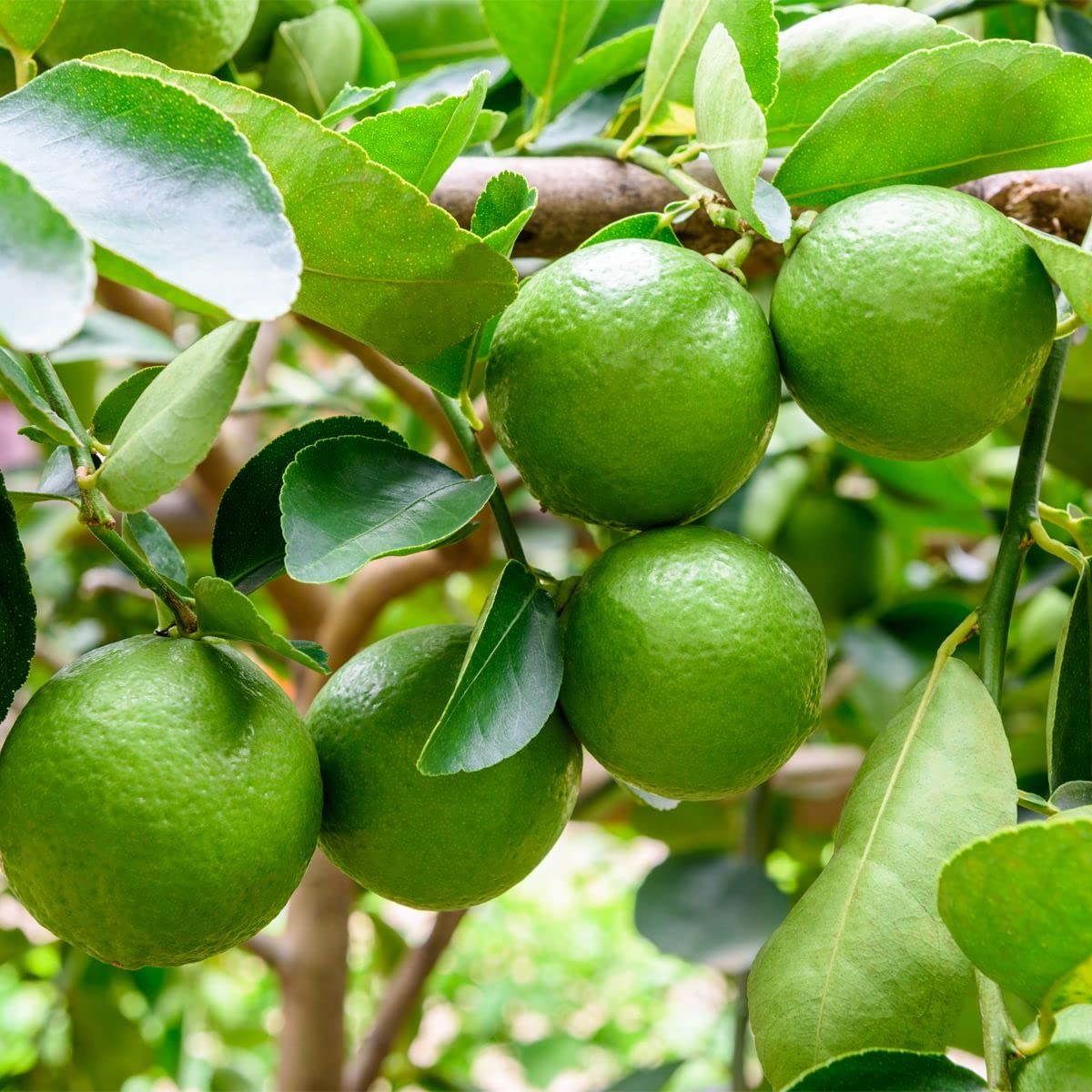 All Time Kolkata Lemon Plant — photo 2