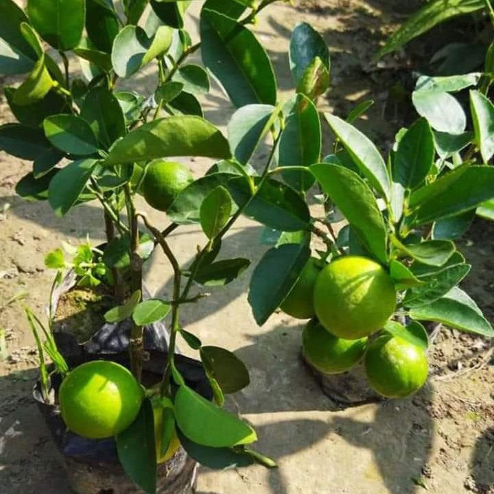 All Time Kolkata Lemon Plant — photo 3