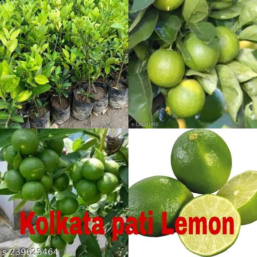 All Time Kolkata Lemon Plant — photo 4