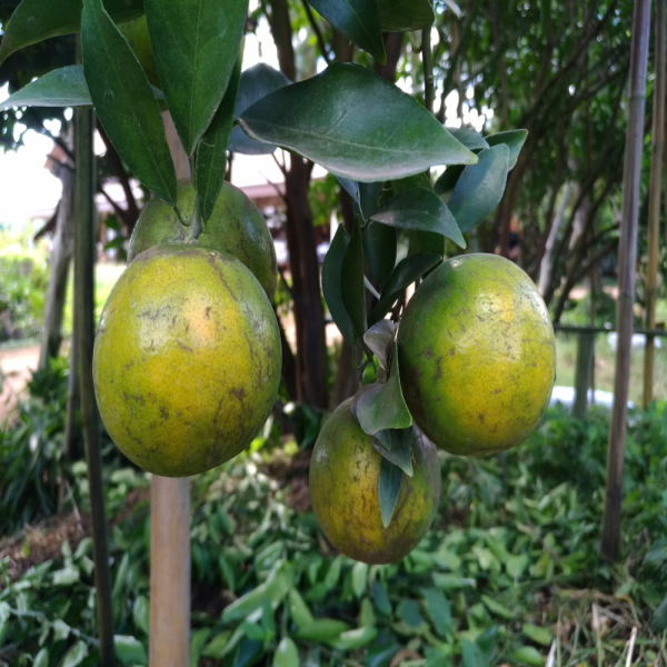 Big Green Orange Plant