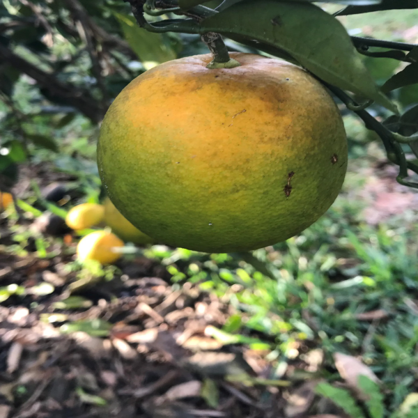 Big Green Orange Plant — photo 2