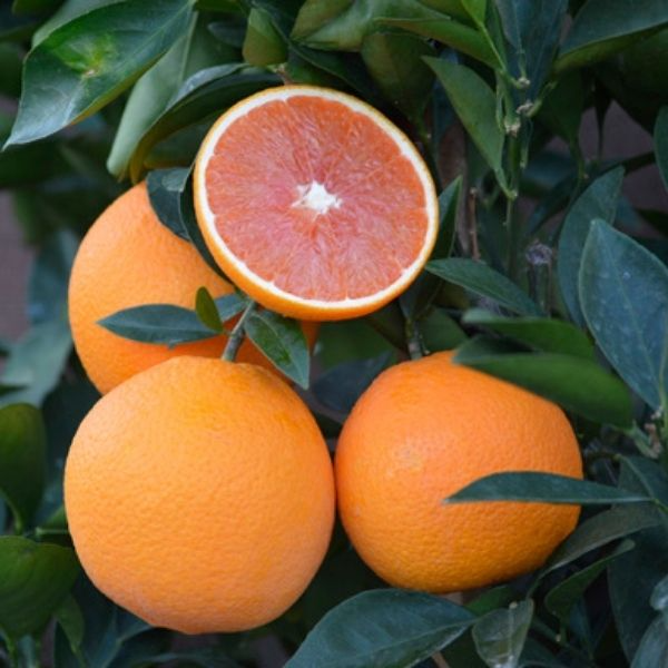 Cara Cara Orange Plant(Grafted)