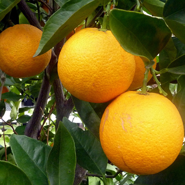 Cara Cara Orange Plant(Grafted) — photo 2