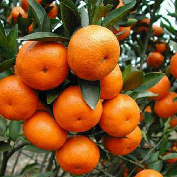 Chatuki Orange Plant(Grafted)