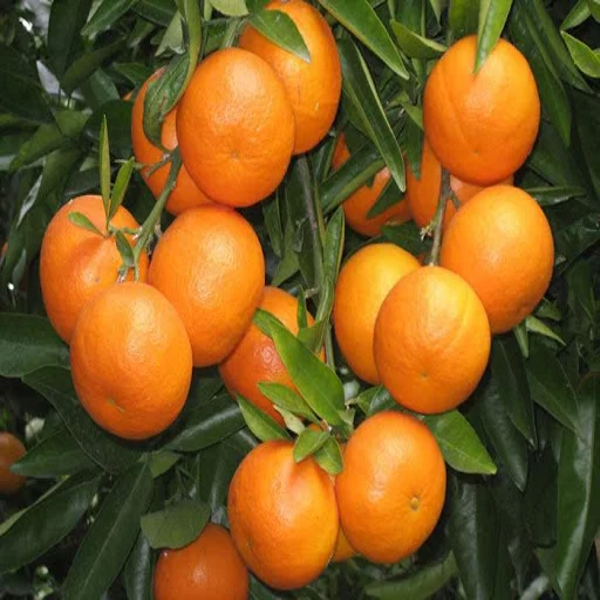 Chatuki Orange Plant(Grafted) — photo 2