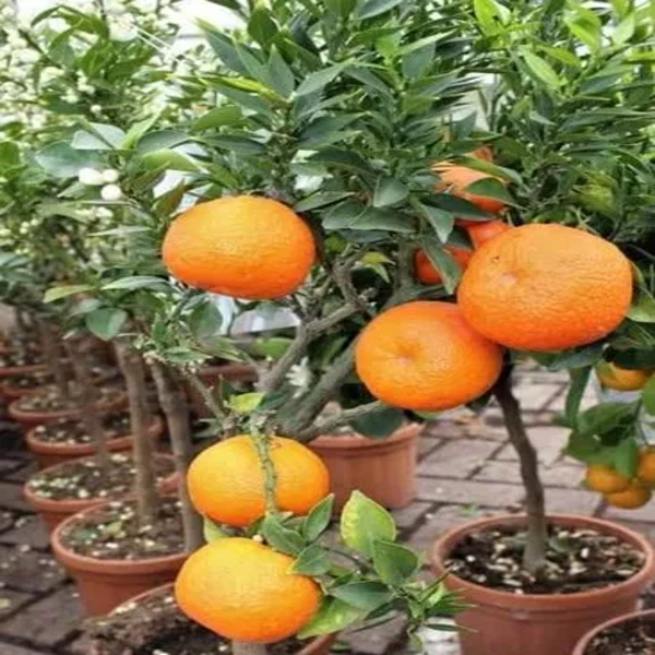 Chatuki Orange Plant(Grafted) — photo 3