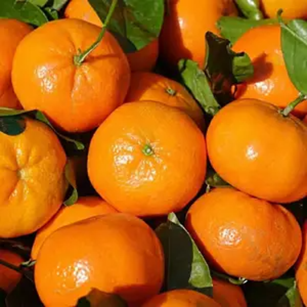Chiness Orange Plant(Grafted) — photo 2