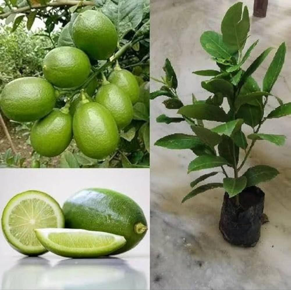 Gandharaj Lemon Plant