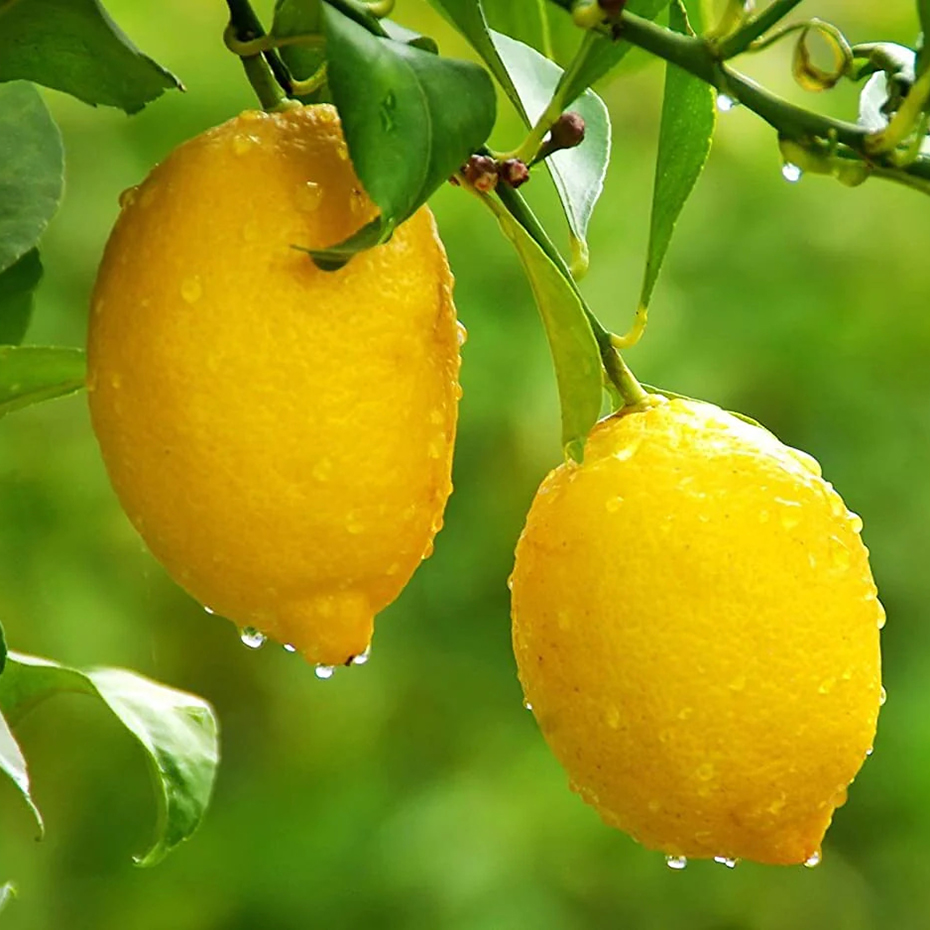 Gandharaj Lemon Plant — photo 2