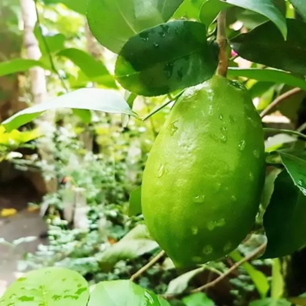 Gandharaj Lemon Plant — photo 3