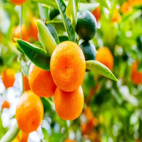 Jaffa Orange Plant(Grafted)