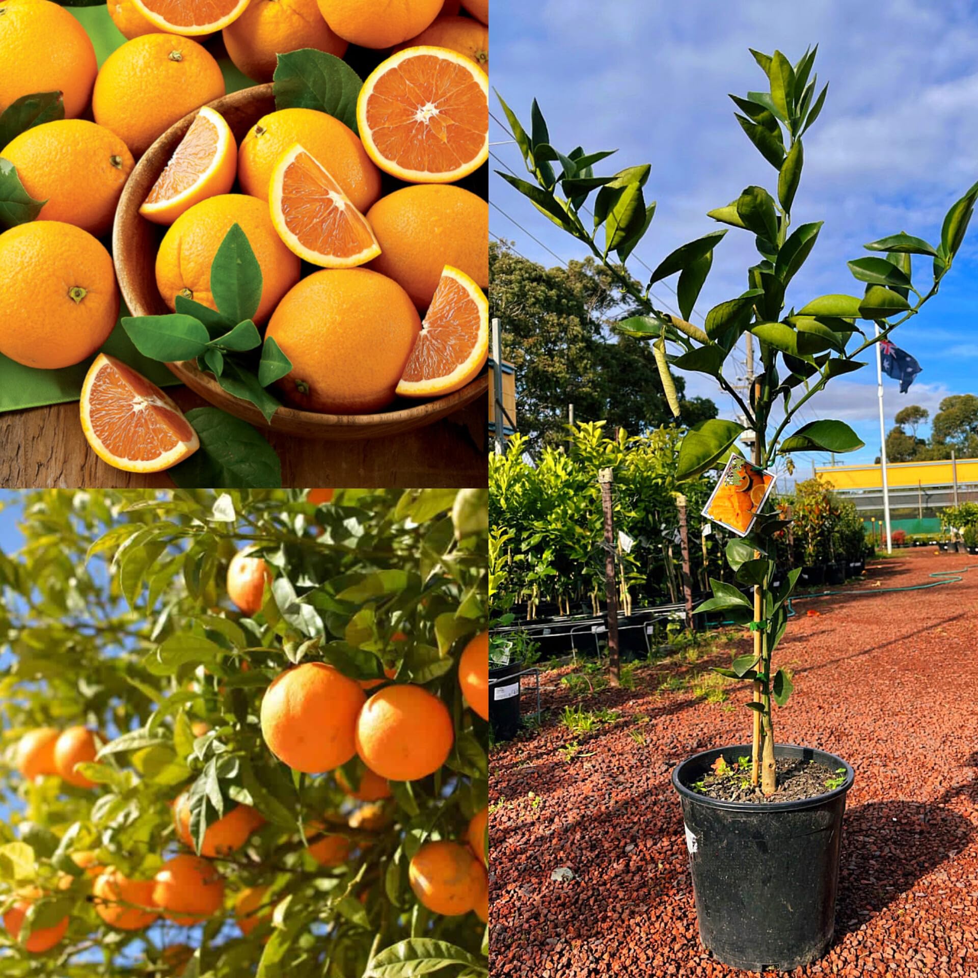 Jaffa Orange Plant(Grafted) — photo 2