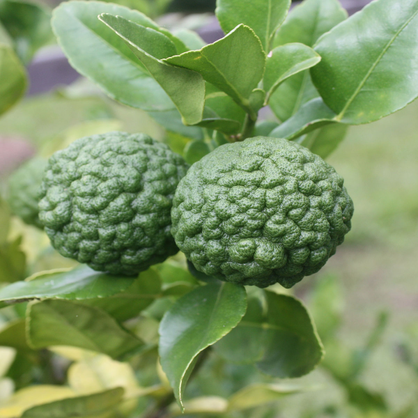 Kafir Lemon Plant