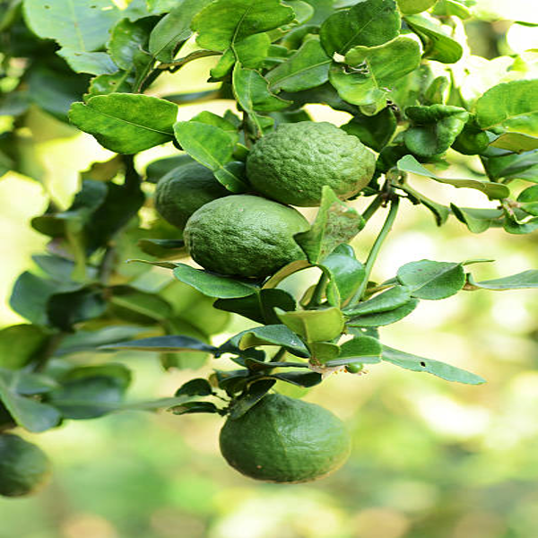 Kafir Lemon Plant — photo 2