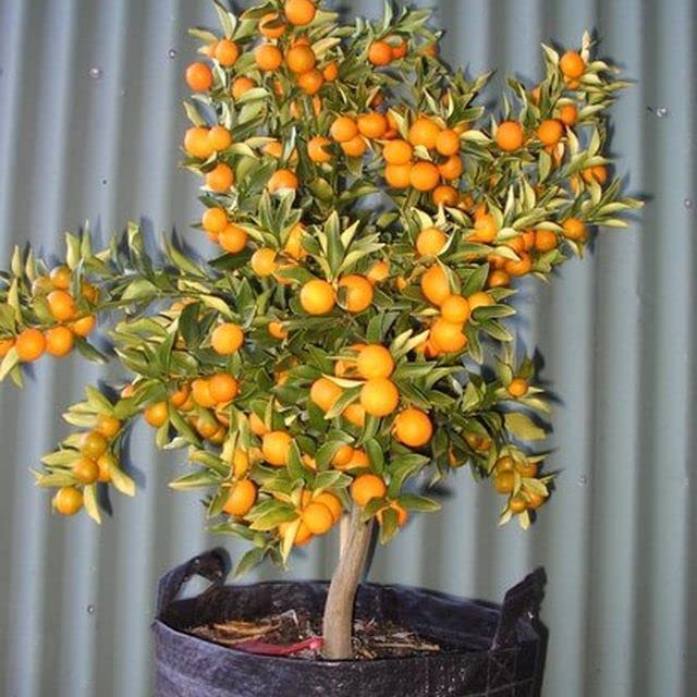 Kamkot Kamla Orange Plant