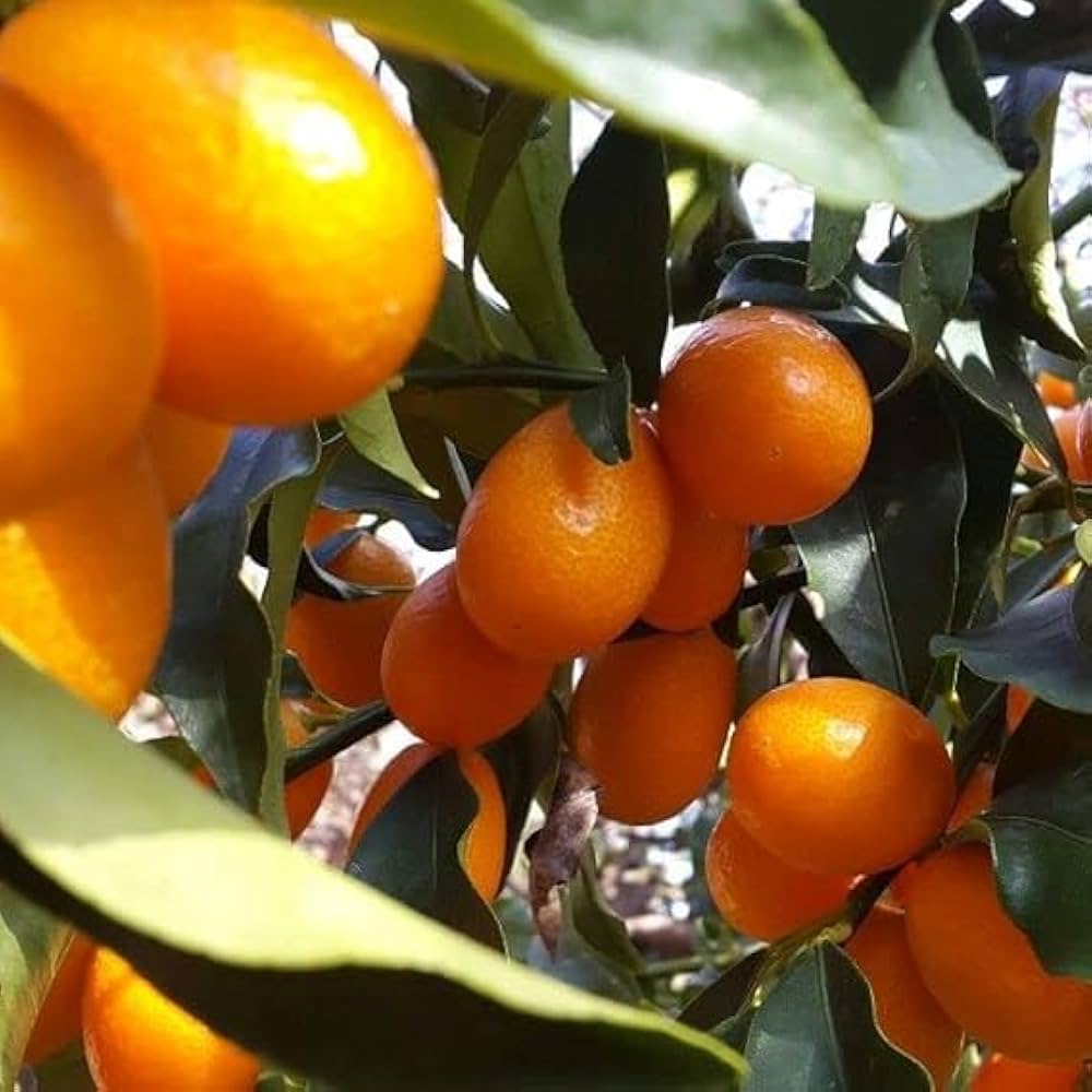 Kamkot Kamla Orange Plant — photo 2