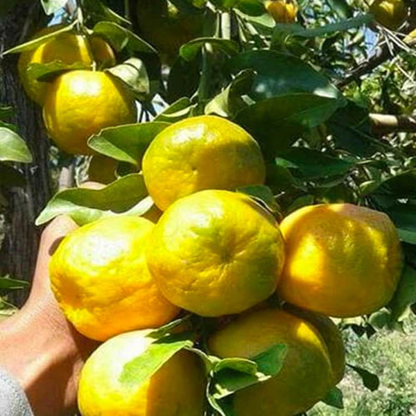 Nagpur Orange Plant