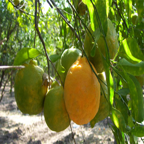 Nagpur Orange Plant — photo 2