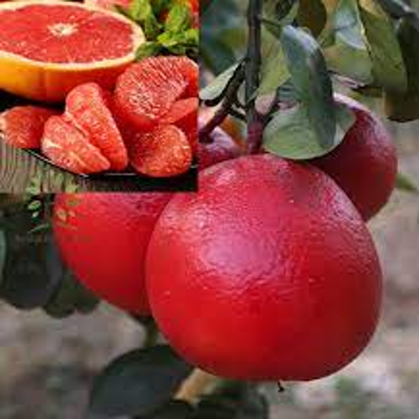 Red Pomelo Orange Plant